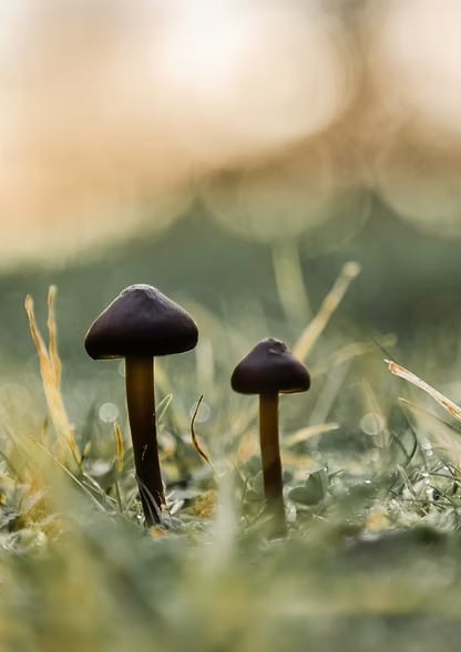 3 GIORNI RITIRO GUIDATO CON PSILOCIBINA NELLA NATURA (PAESI BASSI)