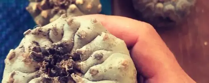 Cerimonia di Peyote Hikuri