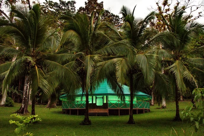 AYAHUASCA WORKSHOPS