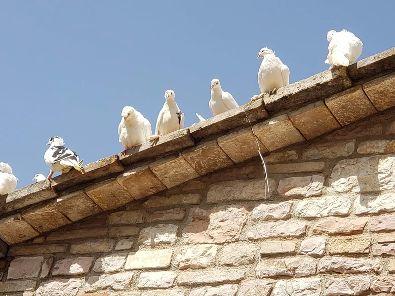Ritiro di meditazione ad Assisi