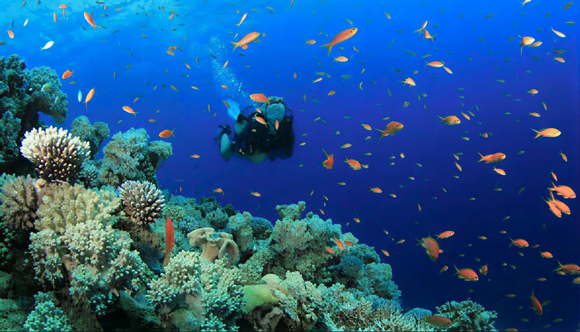 Immersioni nell'Isola di Menjangan