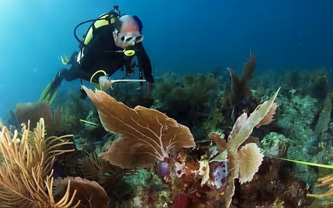 Menjangan Island - Tour di immersioni divertenti