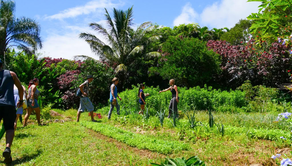 Tour della Fattoria Aloha Maui