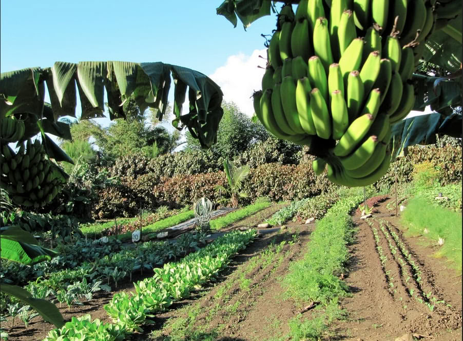 Tour della Fattoria Aloha Maui