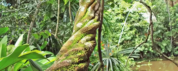 Ritiro di Ayahuasca Shipibo