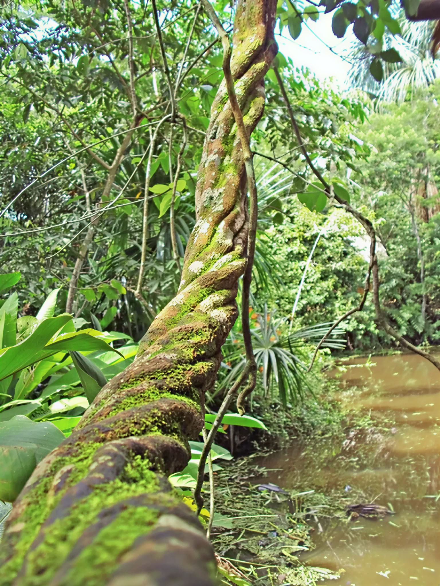 Ritiro di Ayahuasca del Maestro