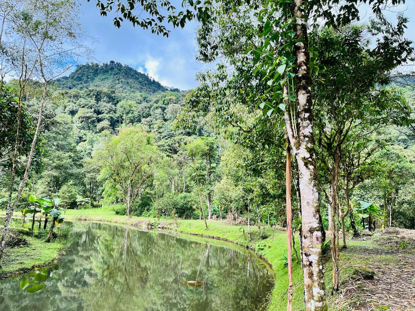 Cerimonia di Ayahuasca alla luce del giorno presso Hayulima Natural Reserve