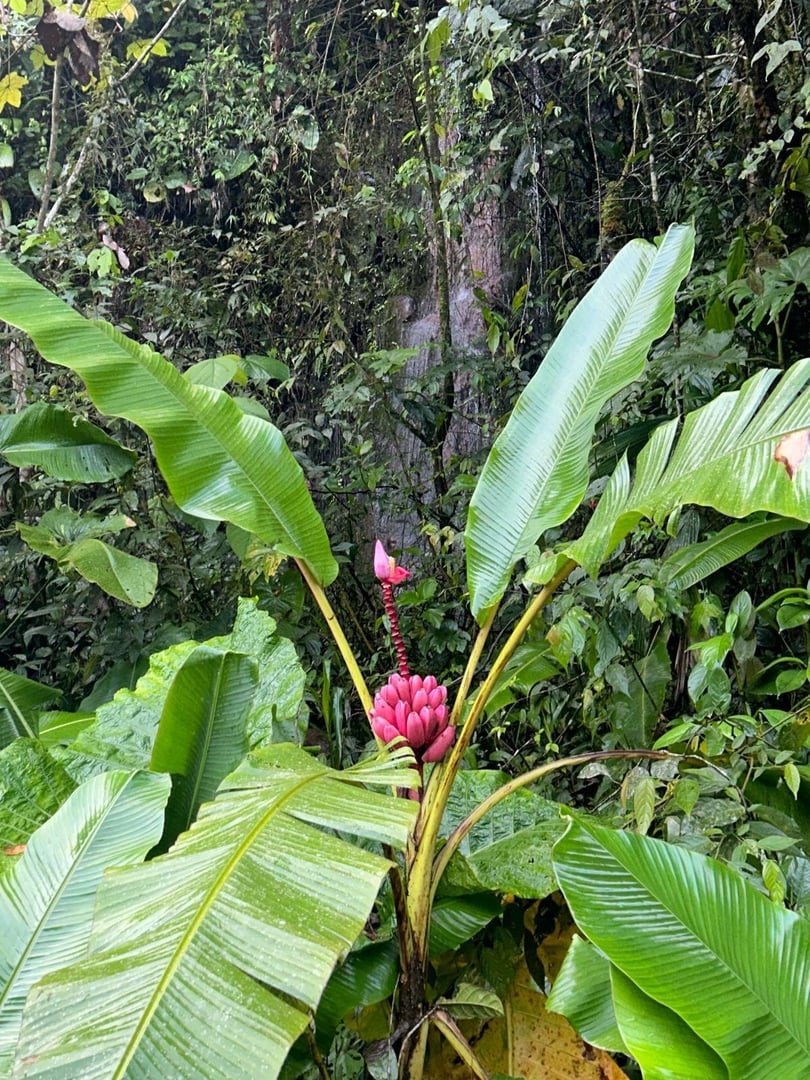 Cerimonia di Ayahuasca alla luce del giorno presso Hayulima Natural Reserve