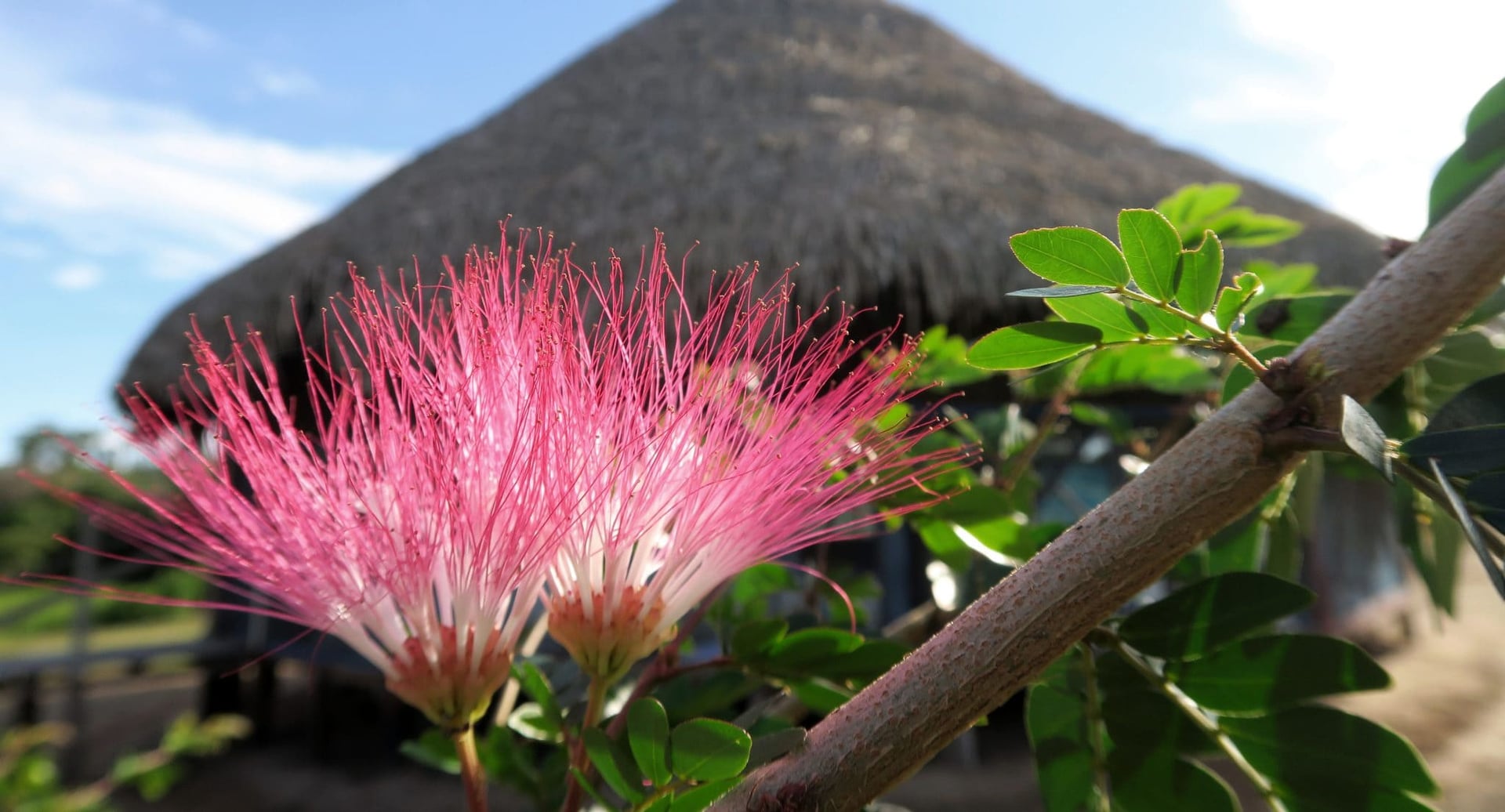 Ayahuasca Healing Ritiro + Ritiro di Integrazione di 5 Giorni