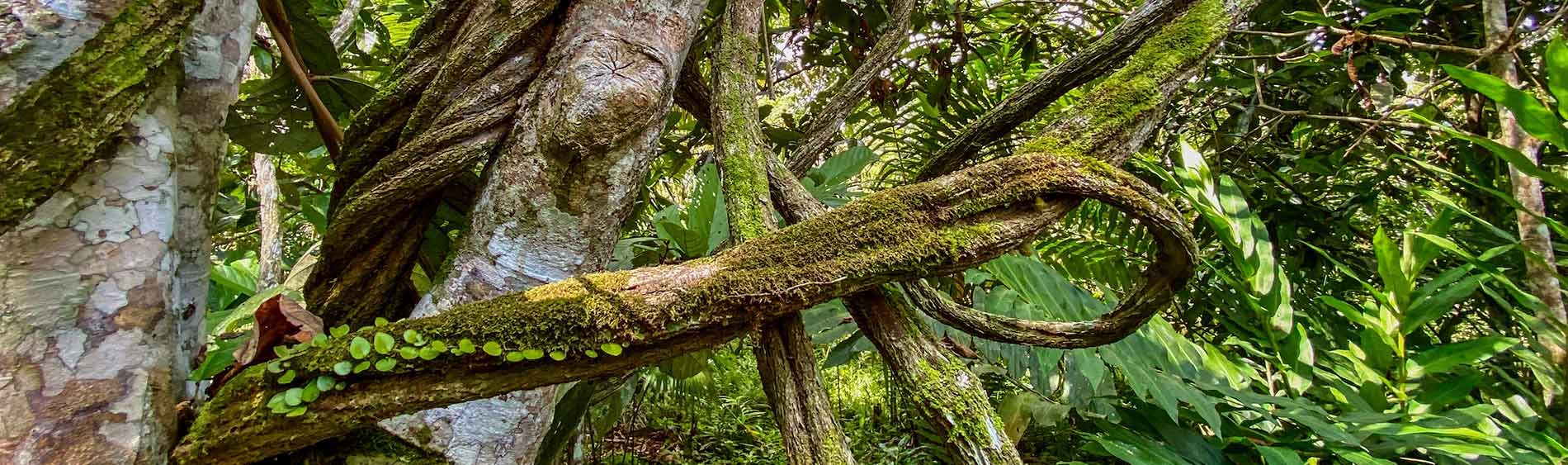 Ayahuasca Healing Ritiro + Ritiro di Integrazione di 5 Giorni