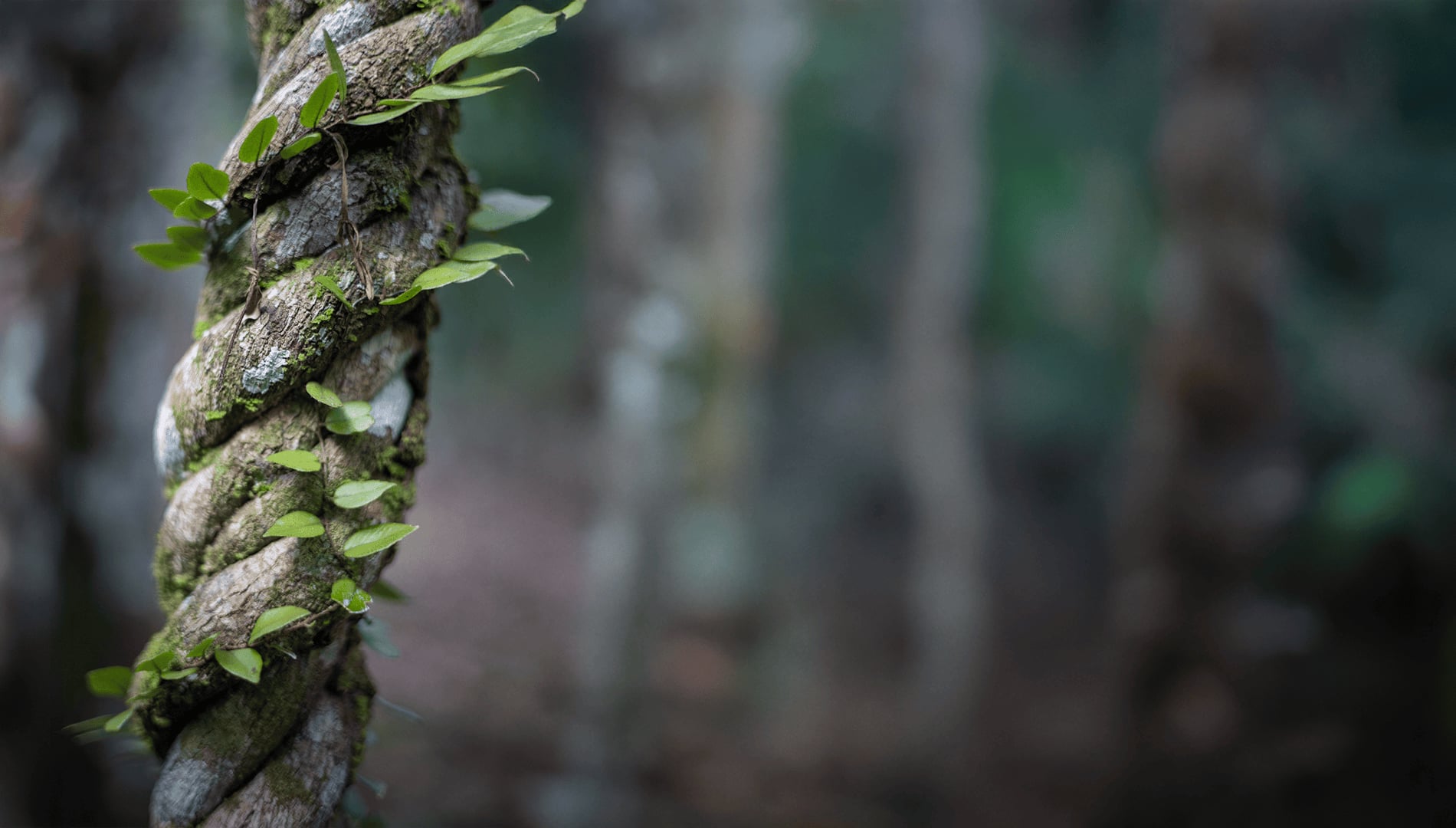 Ayahuasca Healing Ritiro + Ritiro di Integrazione di 5 Giorni