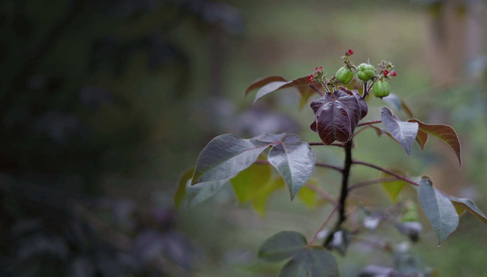 Ayahuasca Healing Ritiro + Ritiro di Integrazione di 5 Giorni