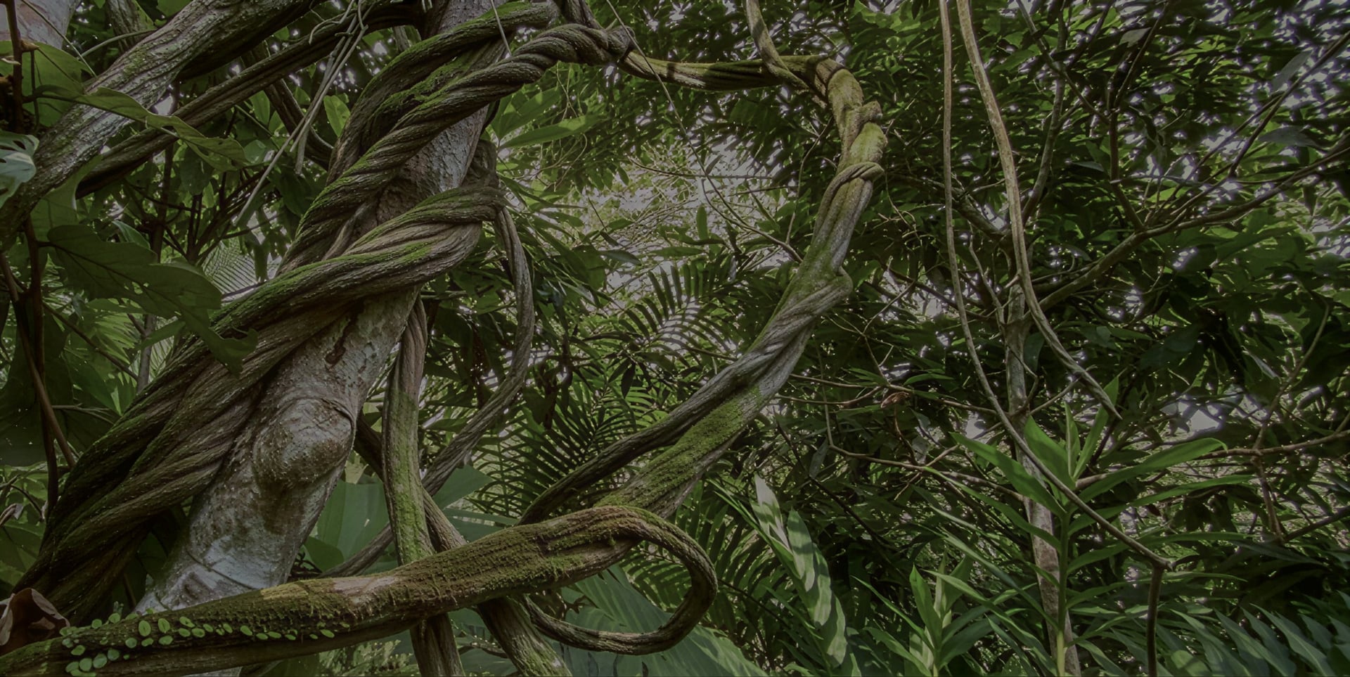 Ayahuasca Healing Ritiro + Ritiro di Integrazione di 5 Giorni