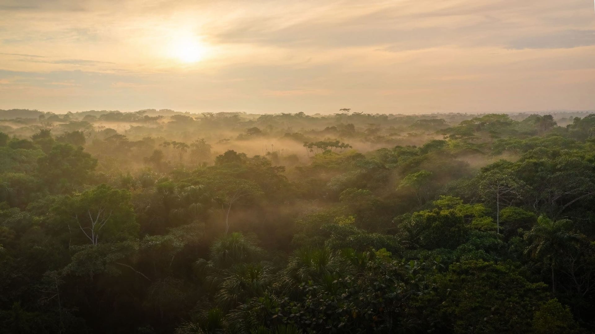 Ayahuasca Healing Ritiro + Ritiro di Integrazione di 5 Giorni