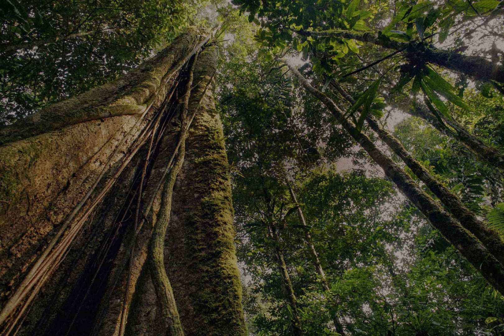Ayahuasca Healing Ritiro + Ritiro di Integrazione di 5 Giorni