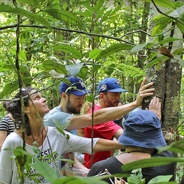 Corso di guarigione e potenziamento con ayahuasca di quattro settimane