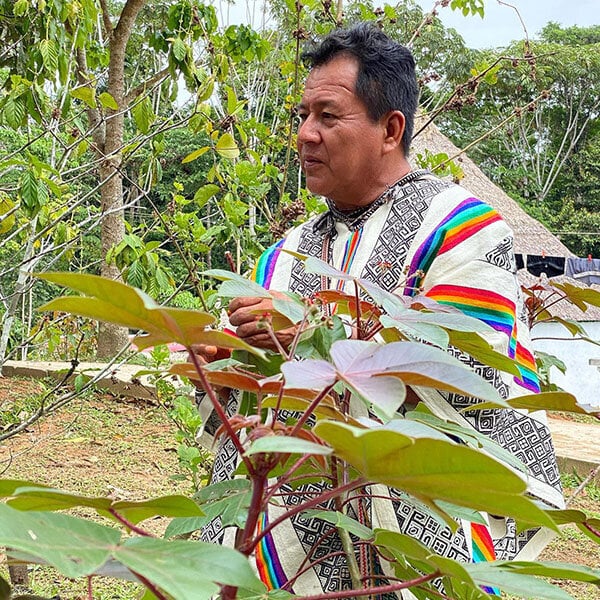 8 Settimane Corso di Iniziazione all’Ayahuasca