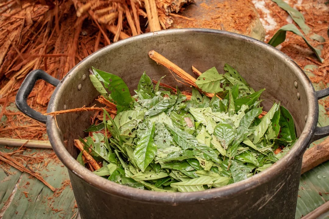 Cerimonia di Ayahuasca