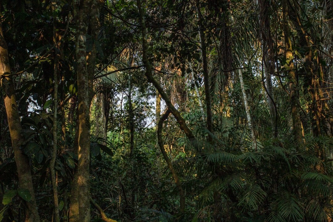Cerimonia di Ayahuasca