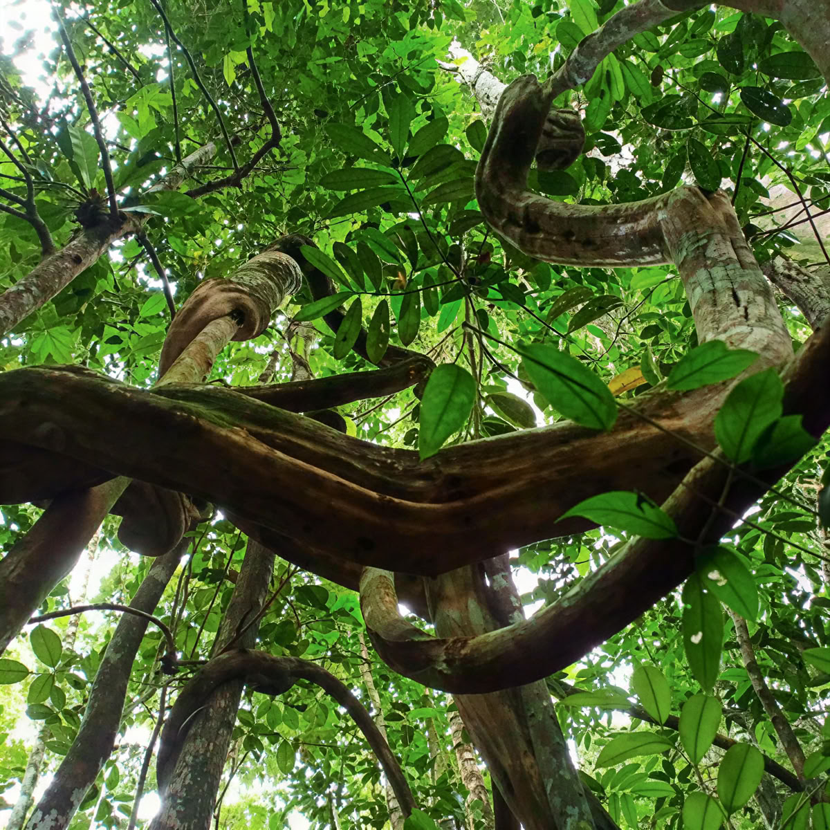 Ayahuasca e Machu Picchu ritiro di 13 giorni