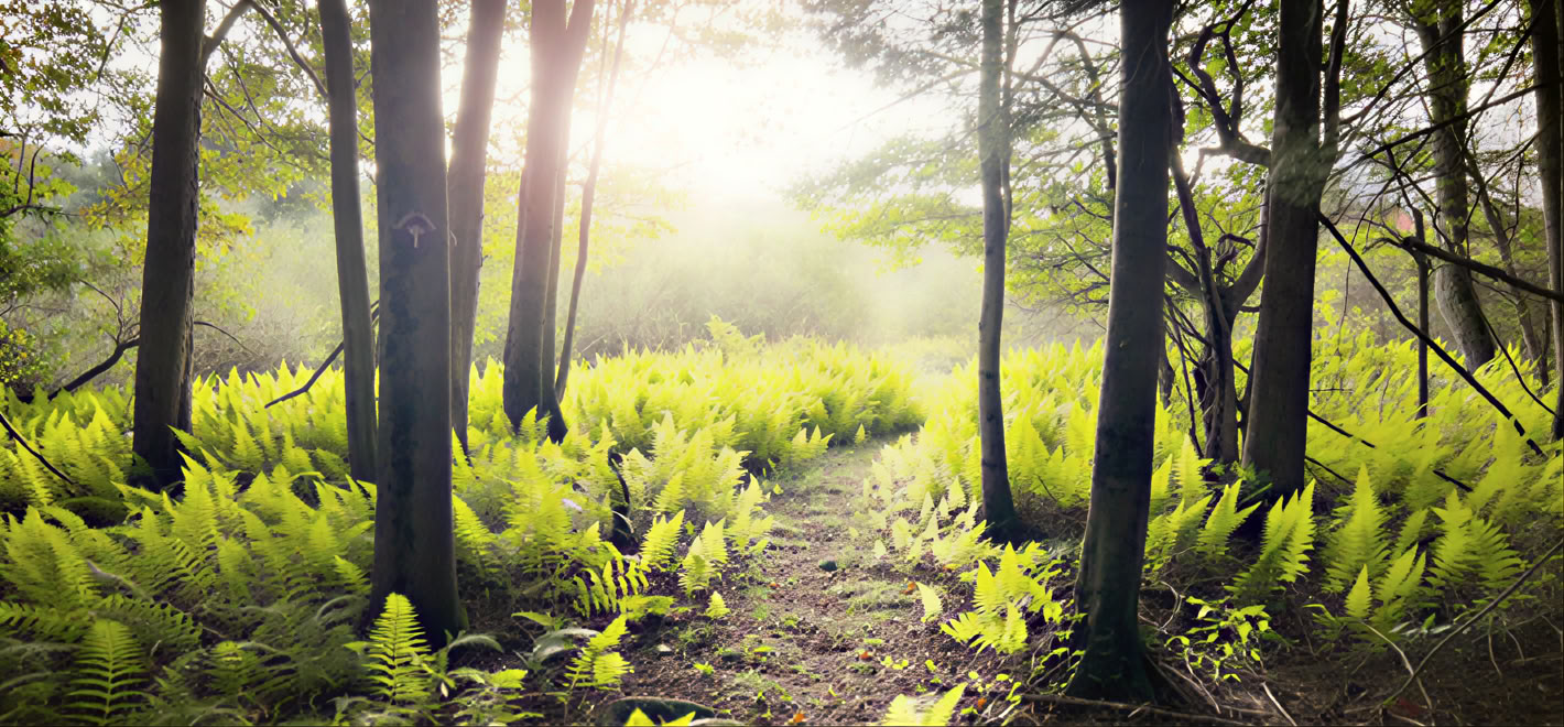 Roots to Stillness