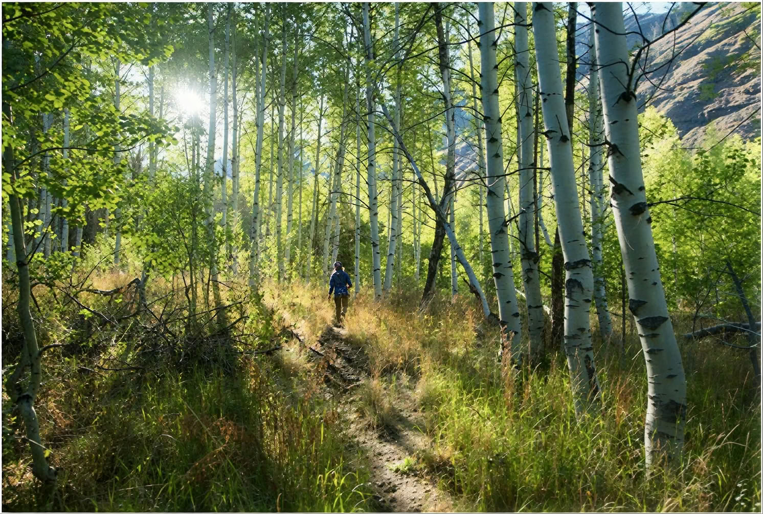 Erbe, Alberi e la Grande Terra Sesshin