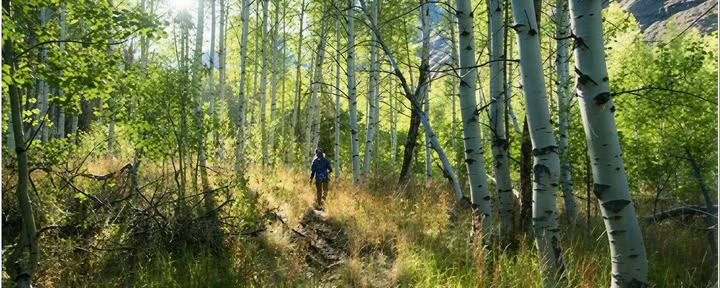Erbe, Alberi e la Grande Terra Sesshin