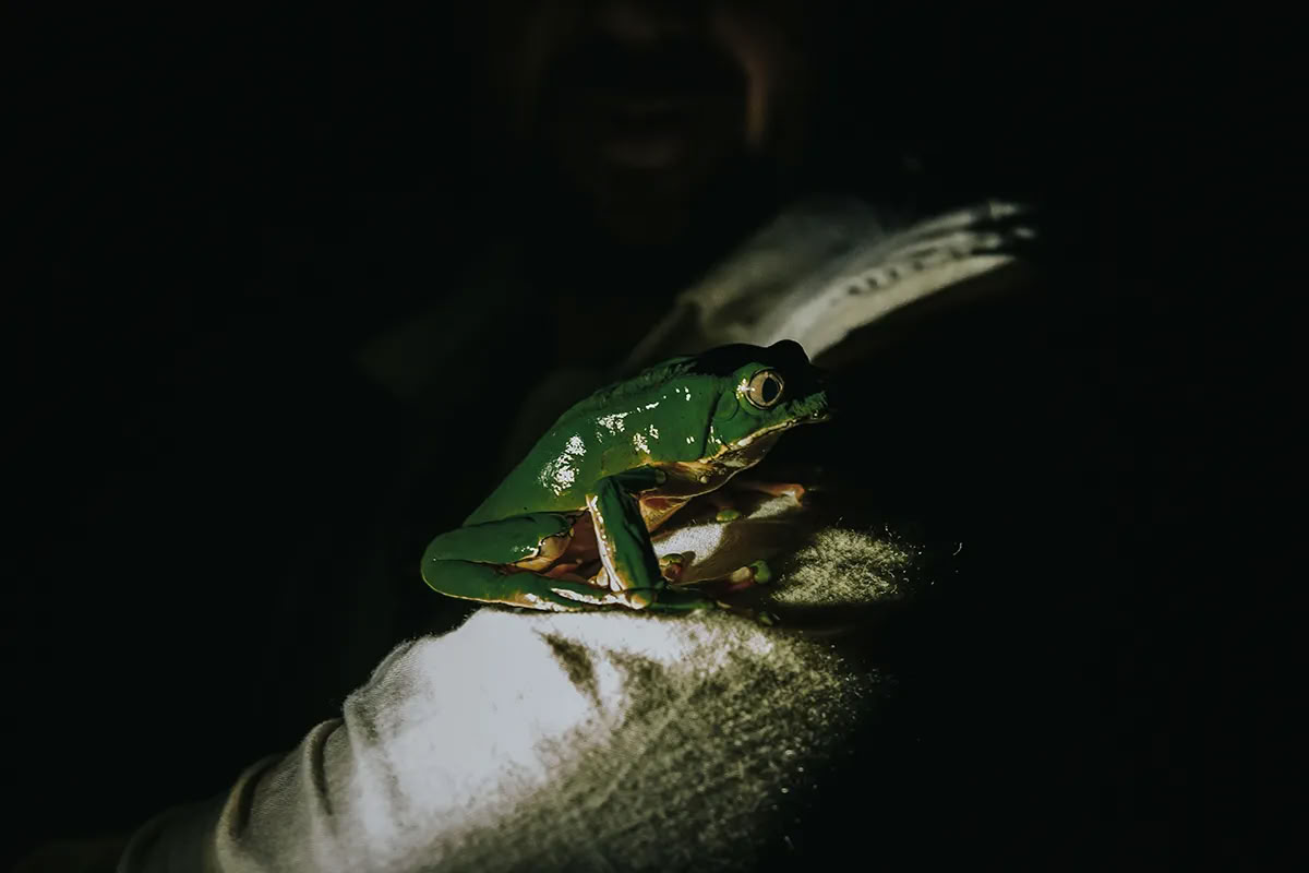 11 giorni di ritiro di ayahuasca in Perù – 12-22 agosto 2026 | Shipibo Healing & Integration