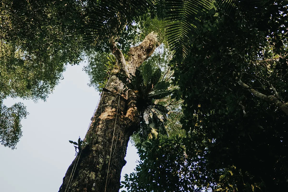 11 giorni Ritiro di Ayahuasca in Perù – 24 luglio - 3 agosto 2026 | Shipibo Healing & Integration