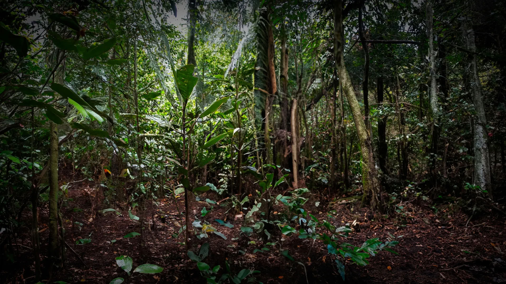 11 giorni Ritiro di Ayahuasca in Perù – 24 luglio - 3 agosto 2026 | Shipibo Healing & Integration