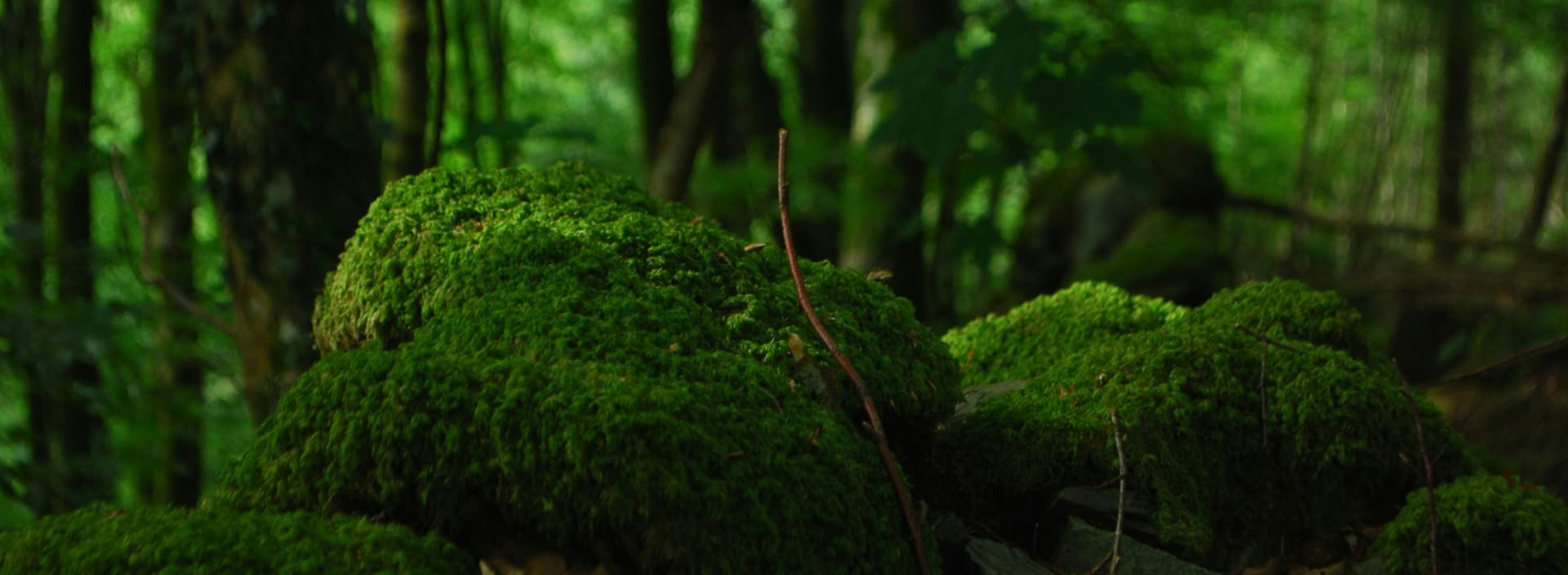 Corso esperto di gestione forestale FSC – 16 novembre, 13:00 – 16:00 EST