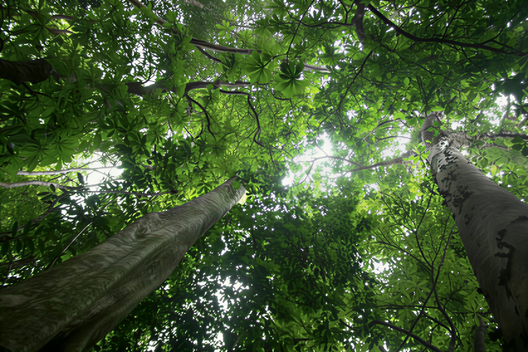 Costruire filiere di approvvigionamento libere da deforestazione e conversione ai sensi dell'EUDR
