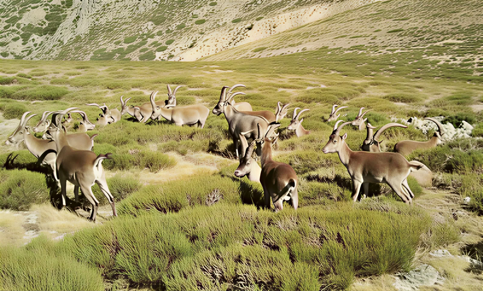 Soluzioni basate sulla natura: corso di formazione su ripristino degli ecosistemi e progetti di carbonio