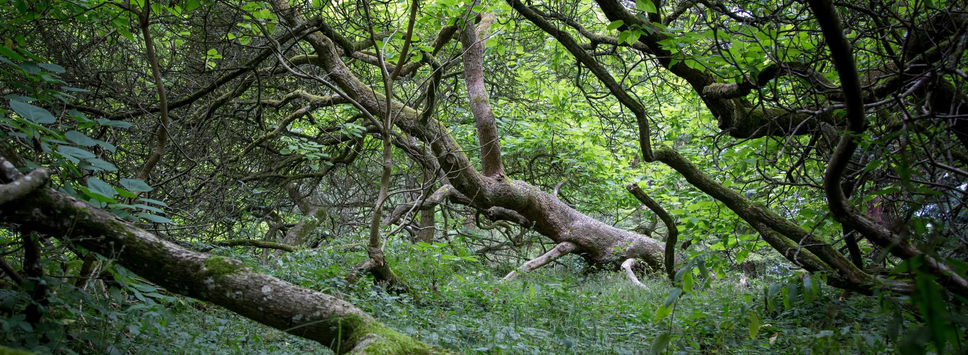Soluzioni basate sulla natura: corso di formazione su ripristino degli ecosistemi e progetti di carbonio