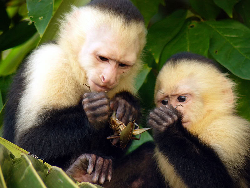 Manuel Antonio Escursione di un giorno (Una escursione di un giorno da San José)