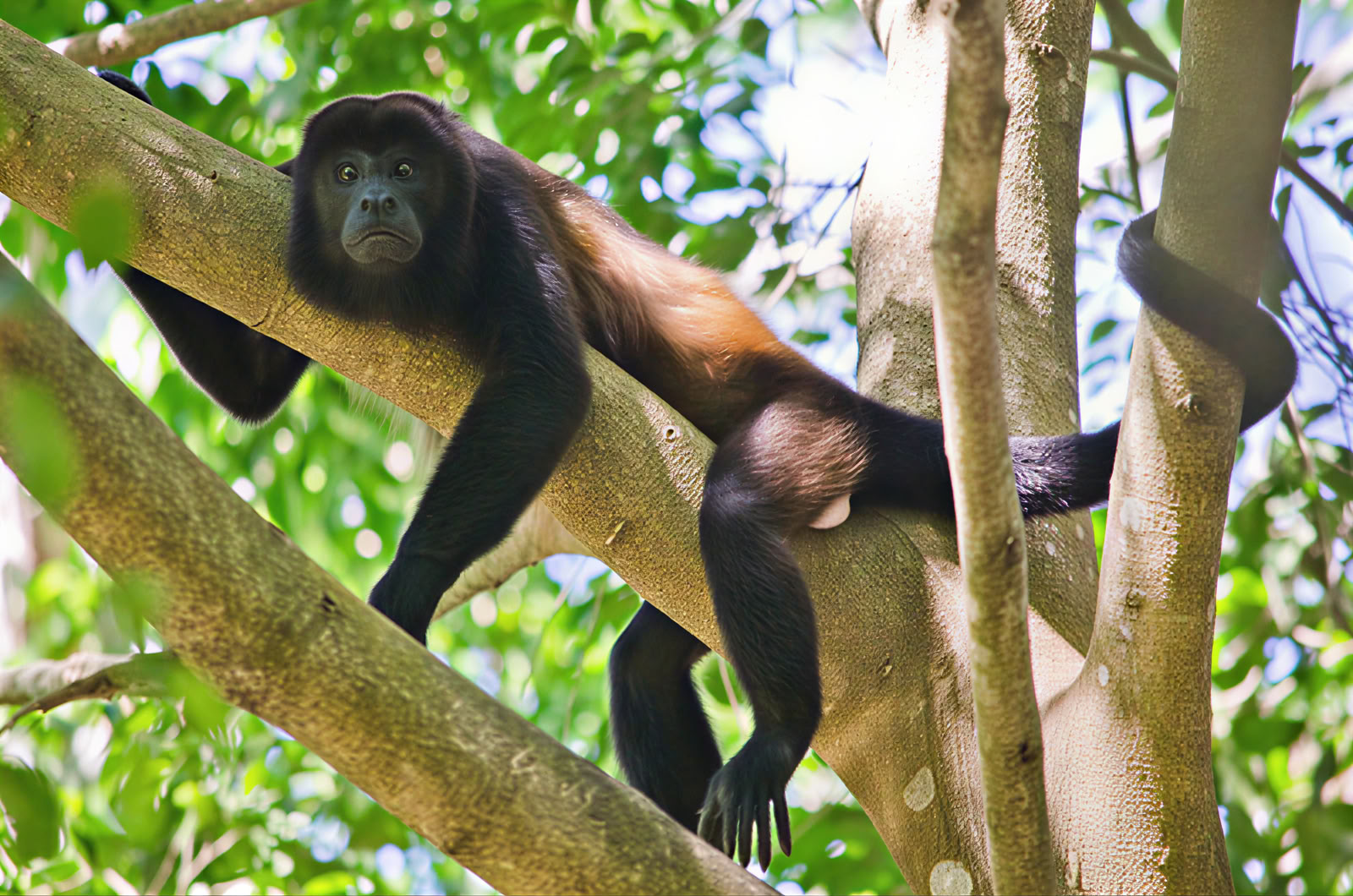 Manuel Antonio Escursione di un giorno (Una escursione di un giorno da San José)