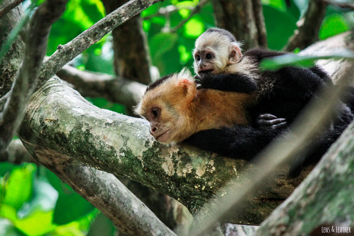 Manuel Antonio Escursione di un giorno (Una escursione di un giorno da San José)