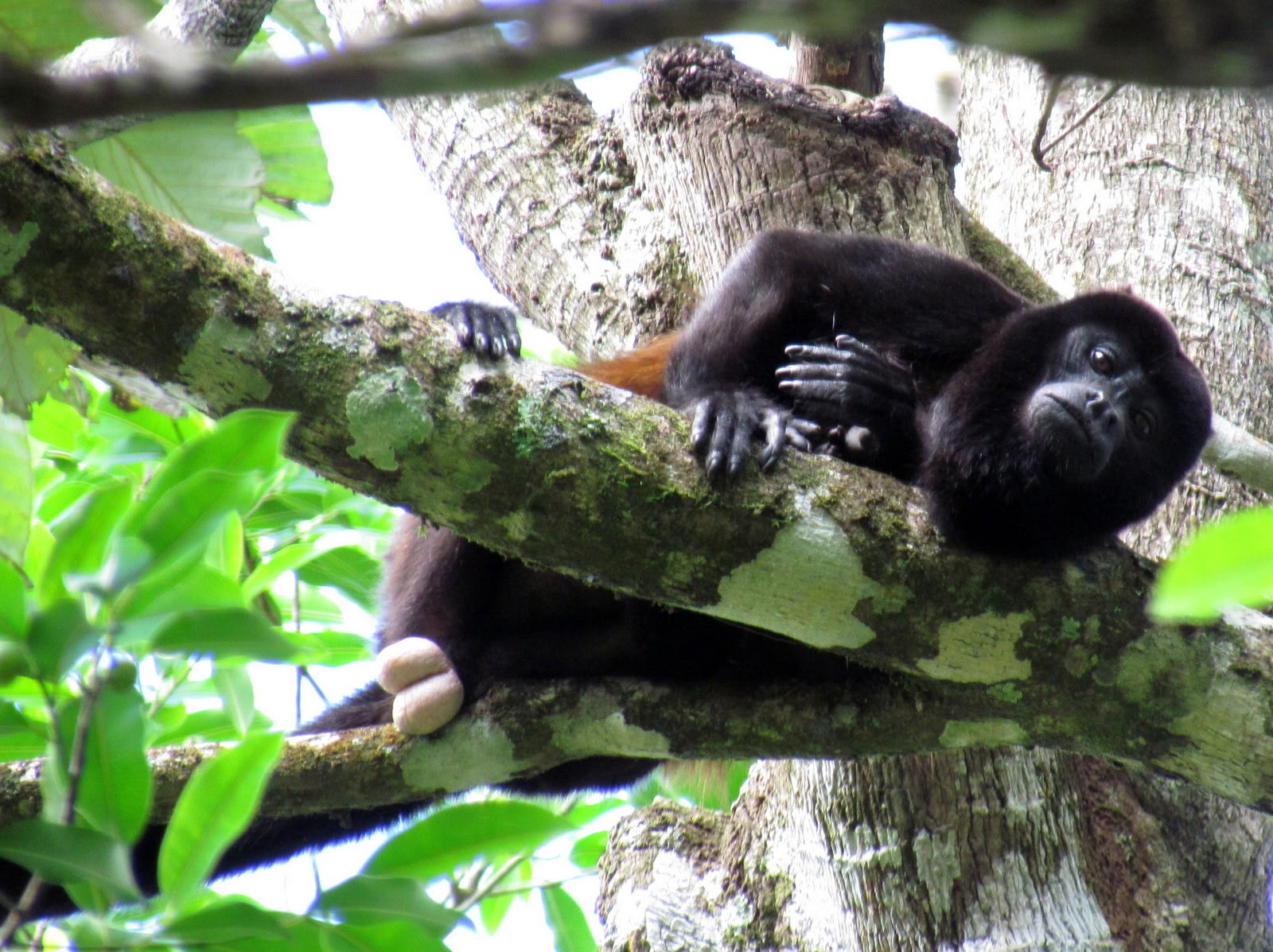 Manuel Antonio Escursione di un giorno (Una escursione di un giorno da San José)