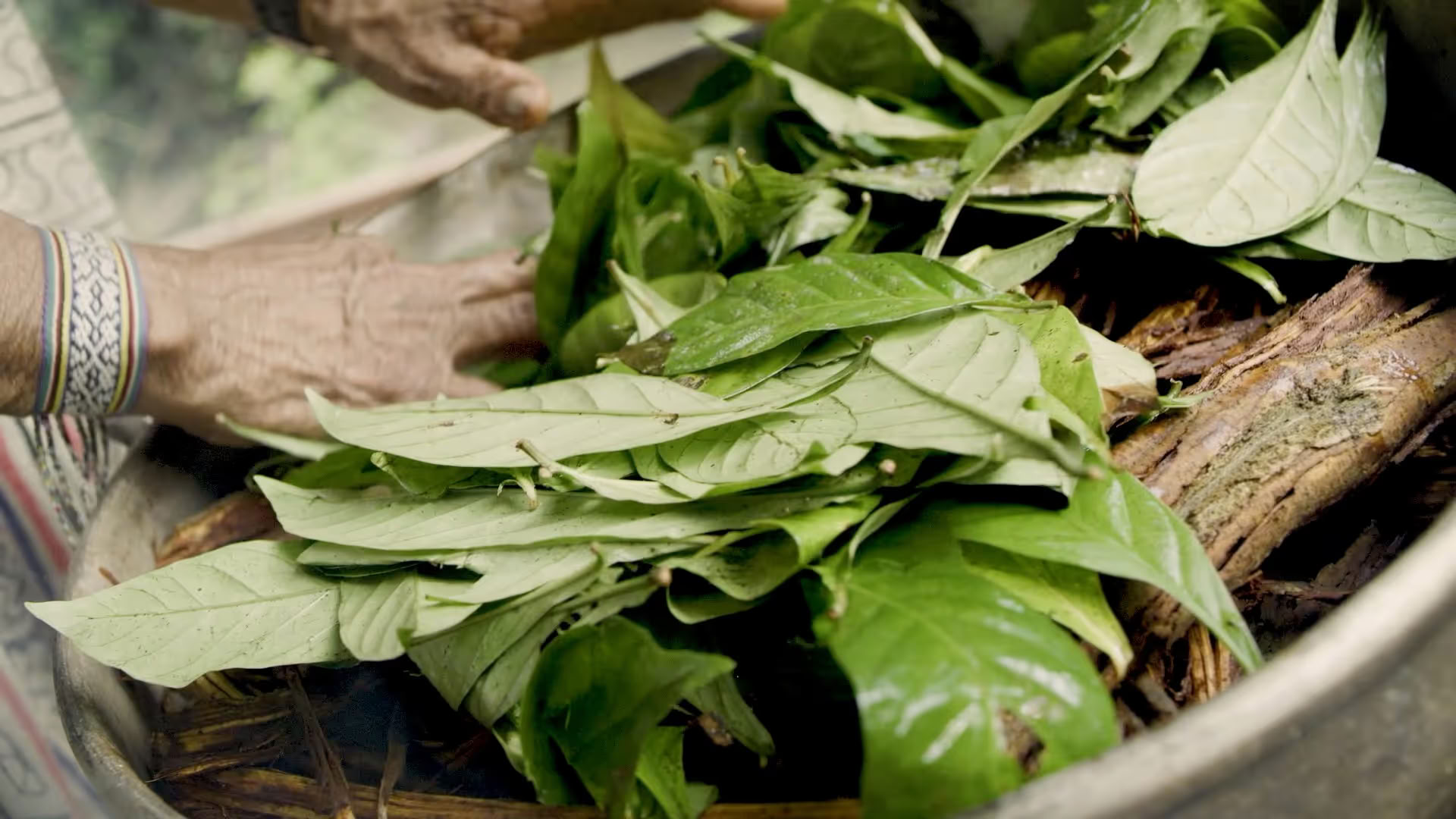 14 Giorni Ritiro di Ayahuasca