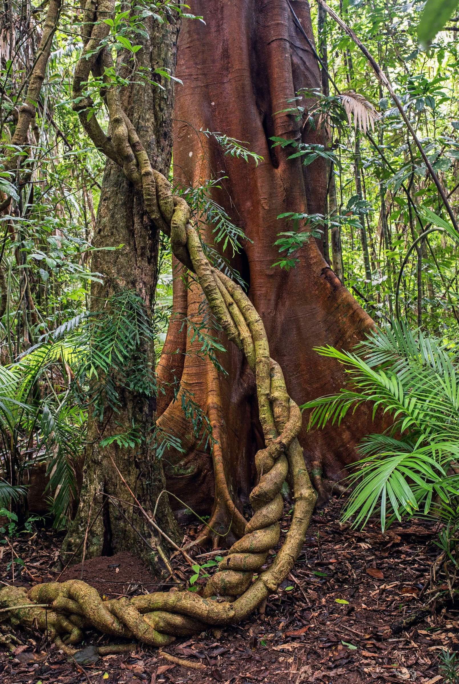 Ritiro di Ayahuasca per Non Principianti