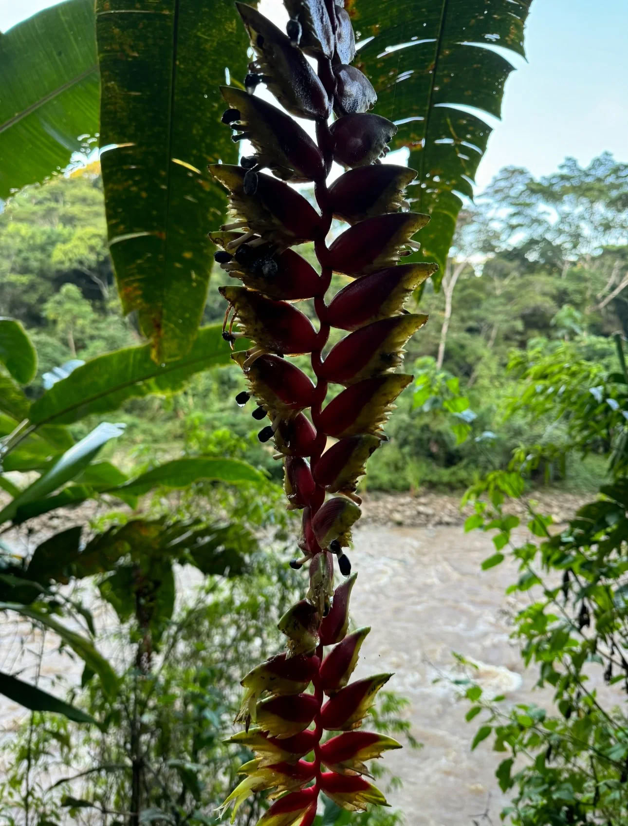 Ritiro di Ayahuasca per Non Principianti