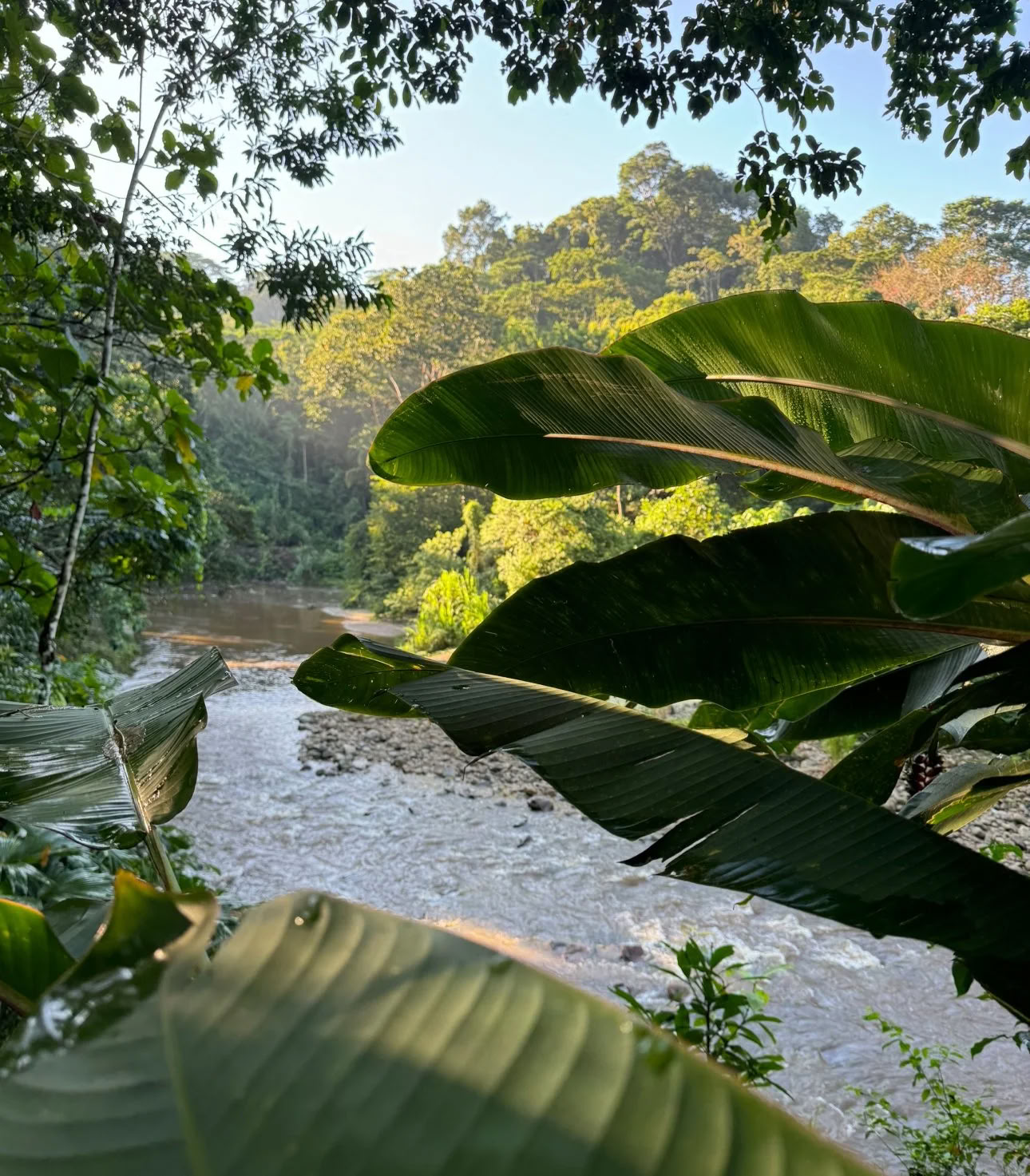 Ritiro Dieta Ayahuasca delle Piante