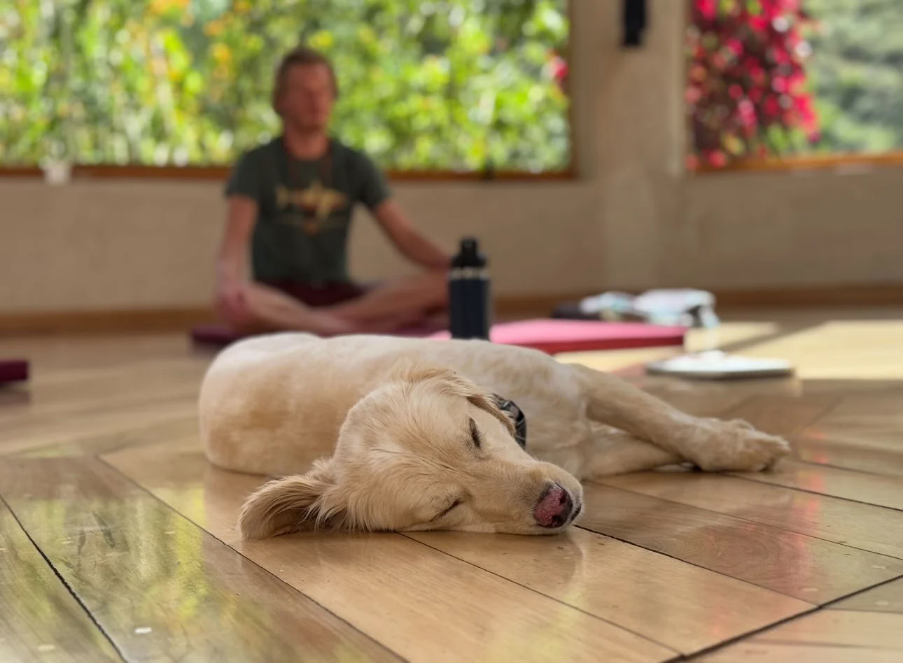 Ritiro di Ayahuasca con borsa di studio