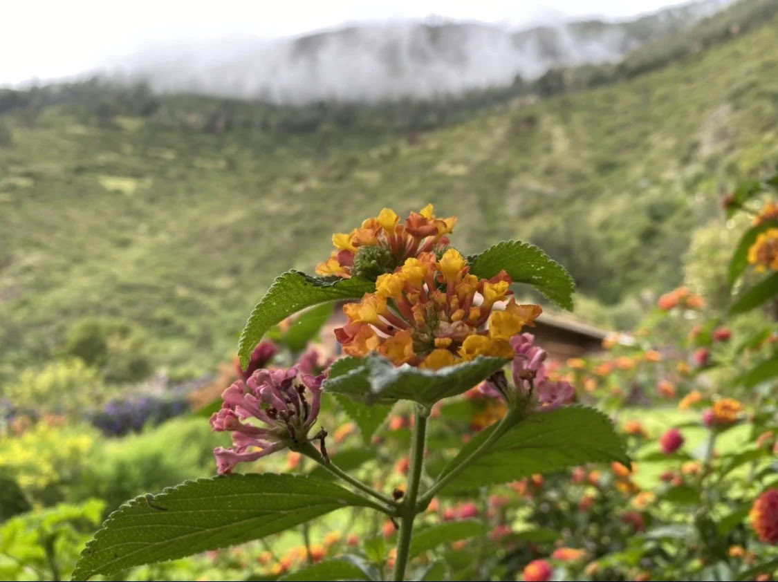 Ritiro di Ayahuasca con borsa di studio