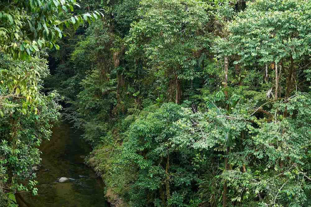 Ritiro di Iniziazione all'Ayahuasca: 7 e 14 giorni – 3-24 febbraio 2027