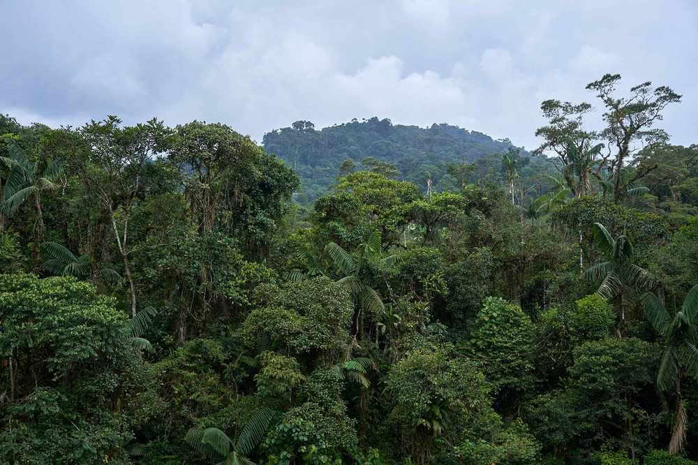 Ritiro di Iniziazione all'Ayahuasca: 7 e 14 giorni – 3-24 febbraio 2027