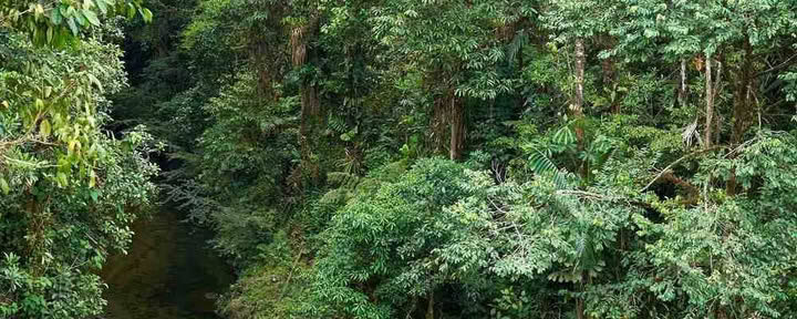 Ritiro di Iniziazione all'Ayahuasca: 7 e 14 giorni – 3-24 febbraio 2027