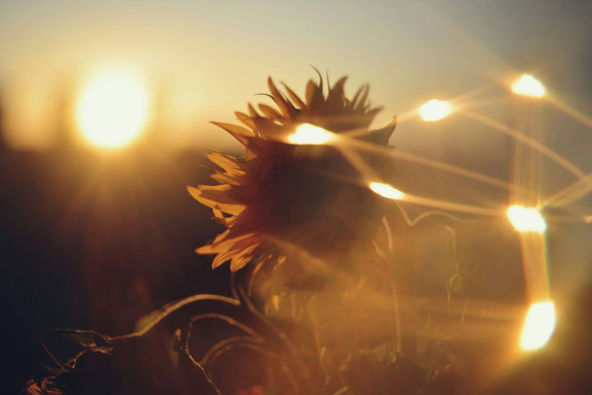 Sistertalk Retreats - RADIANZA ESTIVA: Ritiro dell'Elemento FUOCO — Wild Nature Retreats