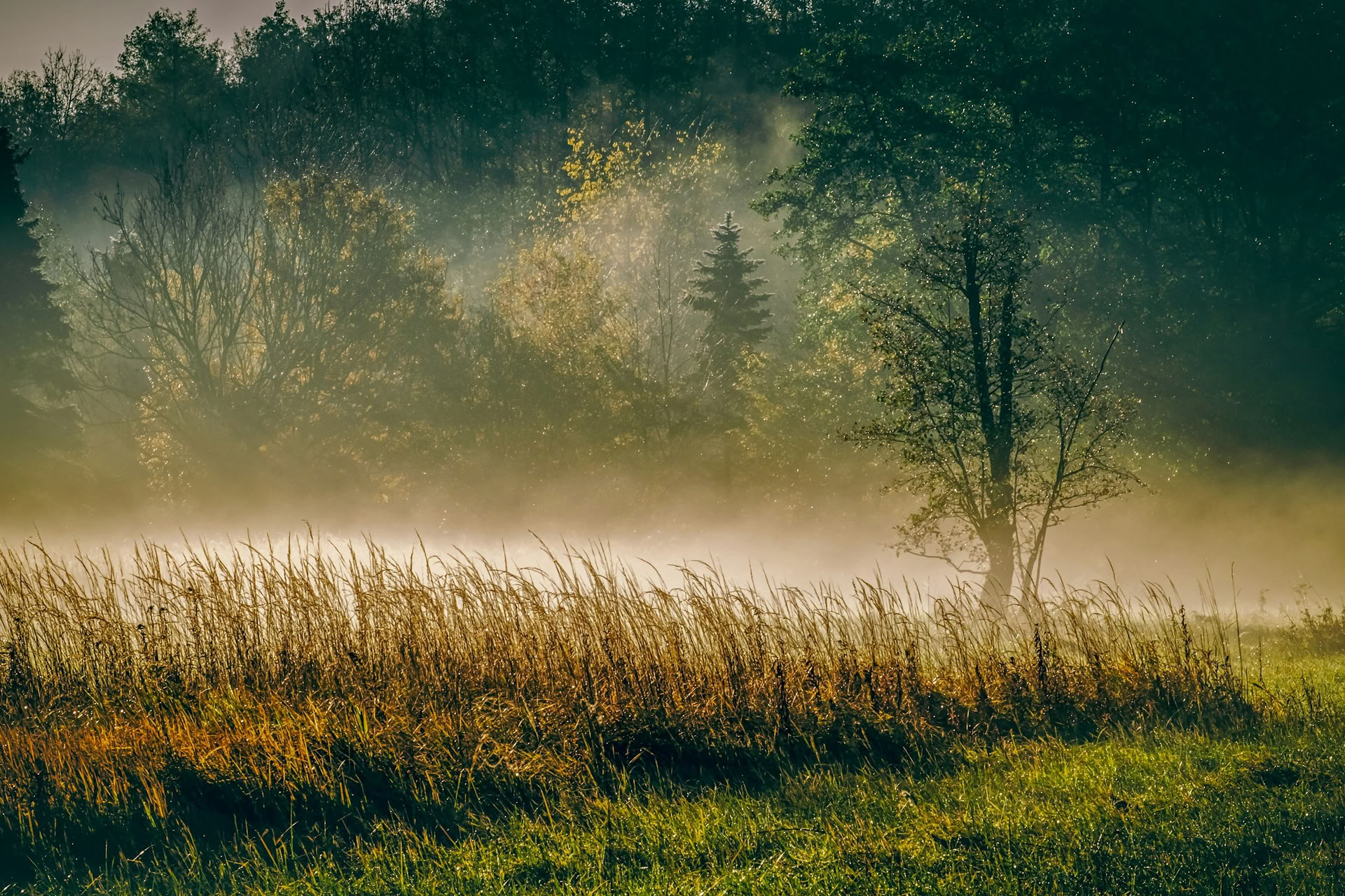 ForREST Ritiro: Weekend di Radicamento Autunnale — Wild Nature Retreats