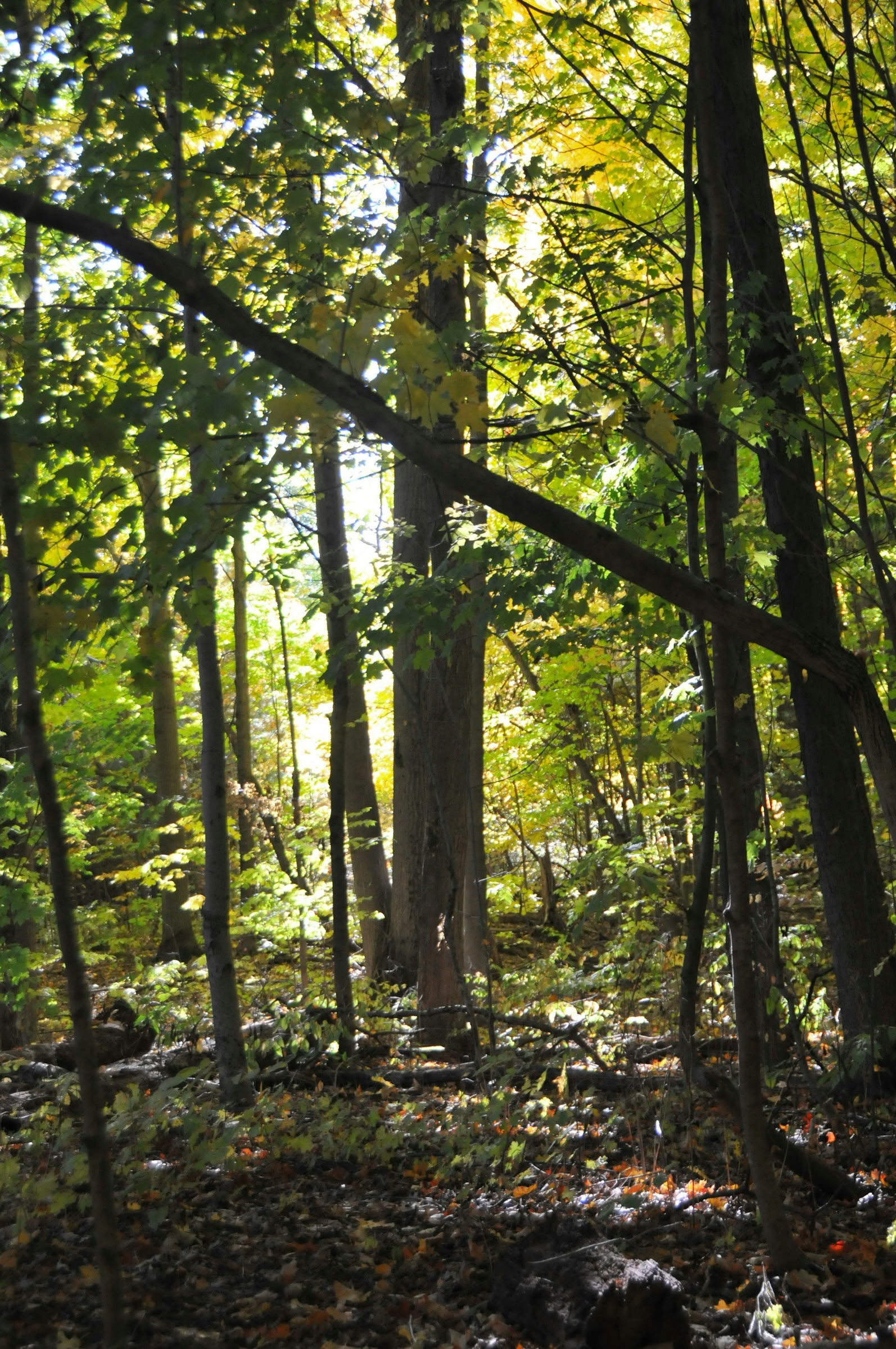 ForREST Retreat: Weekend di Risveglio Estivo